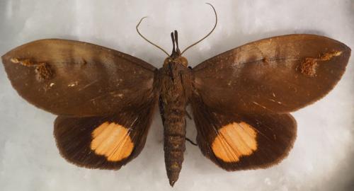Réf. 287 412 : Tetrisia florigera